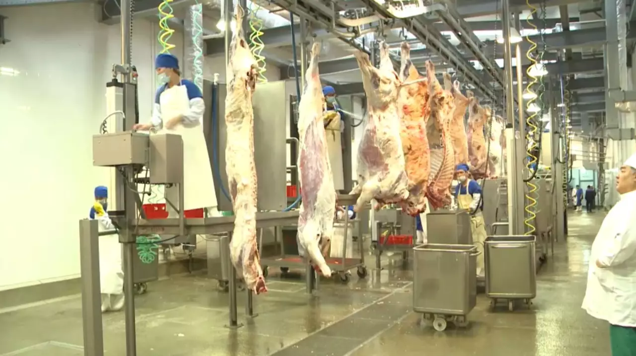 Елімізден қой мен сиыр етінің экспорты артты