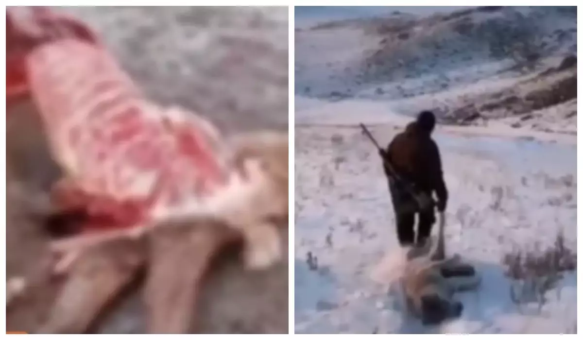 "Мыңнан астам малды қырып кетті": Абай облысында қасқыр қаптап, шаруаларды шығынға батырған