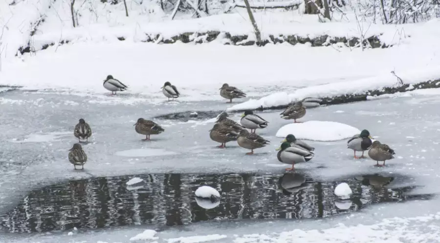 Жаңбыр аралас қар мен көктайғақ: бүгін ауа райы қандай болады? 