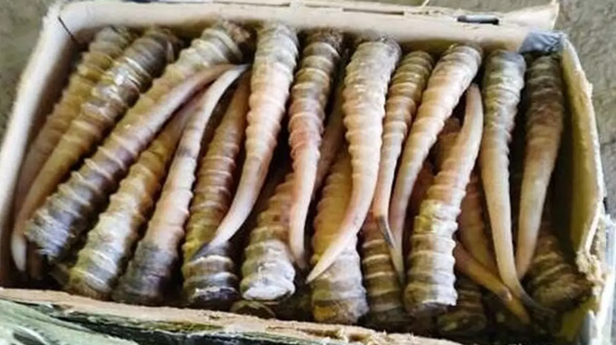 Казахстану разрешили экспортировать рога сайгака после роста популяции