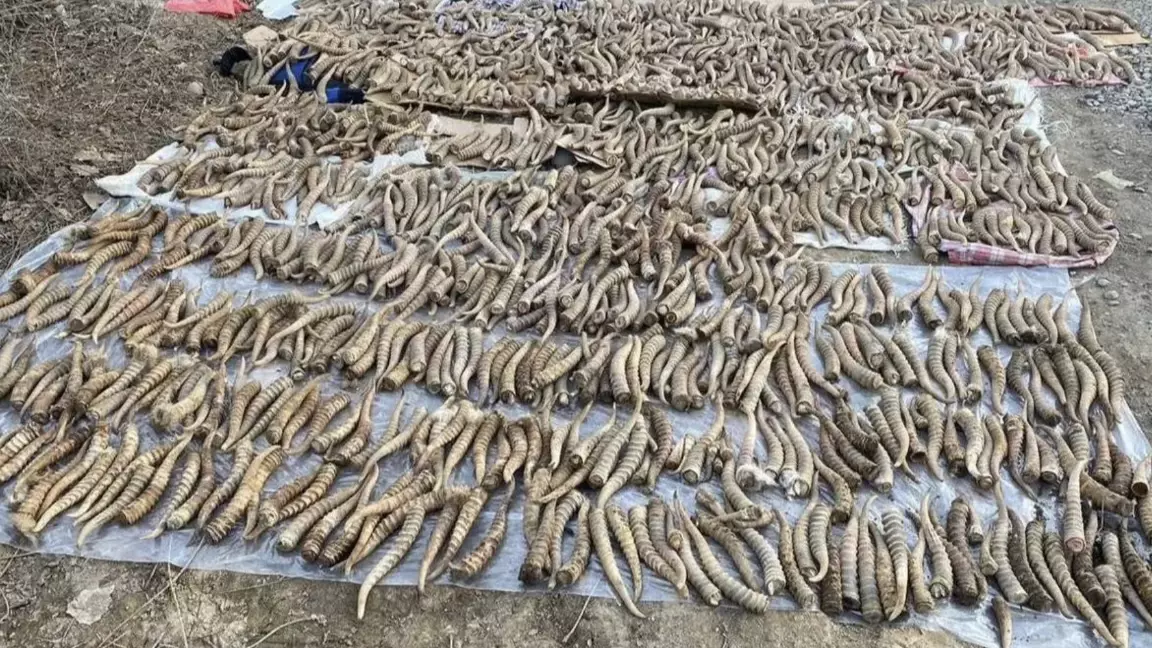 Қазақстанға киік мүйізін әлемдік нарыққа шығаруға рұқсат берілді