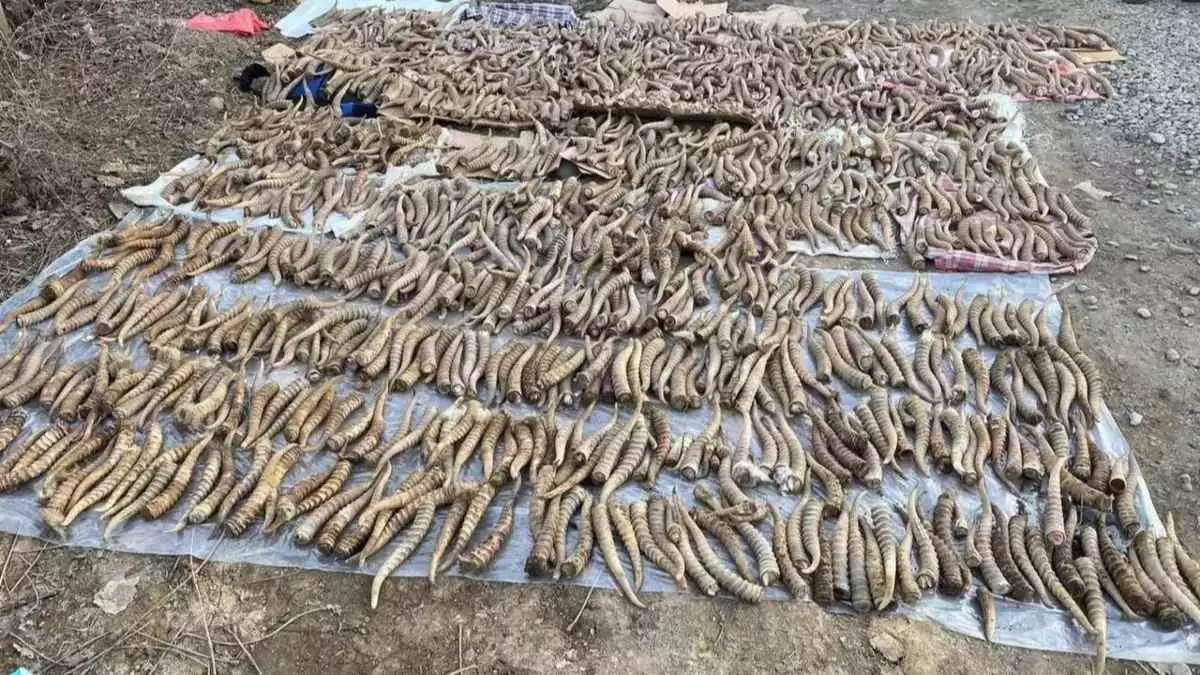 Қазақстанға киік мүйіздерін халықаралық саудаға шығару рұқсаты берілді