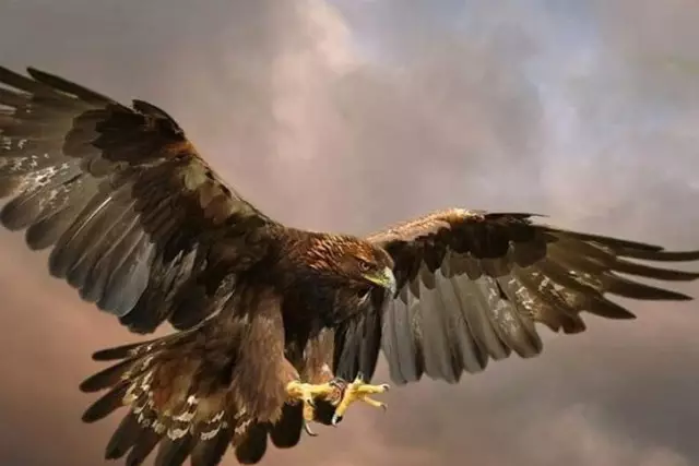 Бекен Қайратұлы. Арабиядан оралған қыран