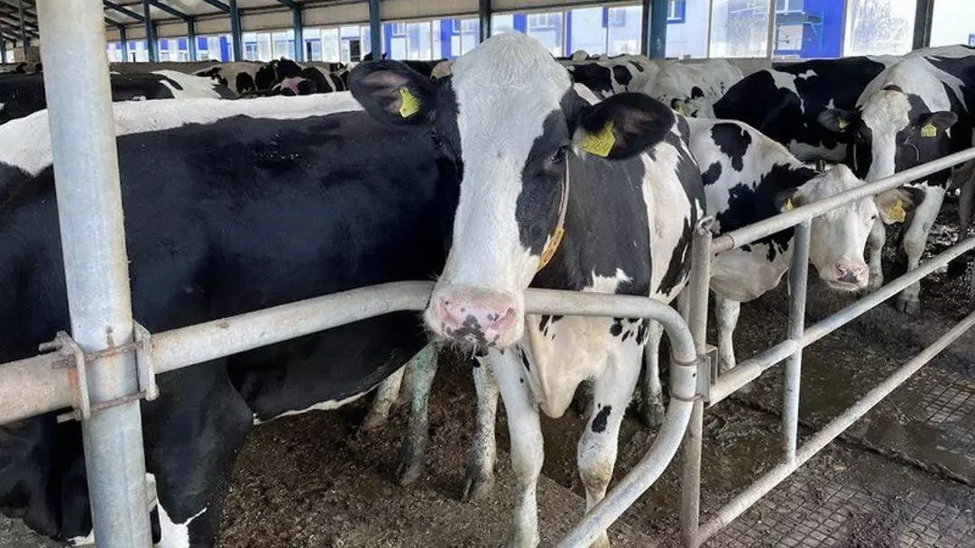 Қостанай облысында сүт өндірісі 10%-ға артты