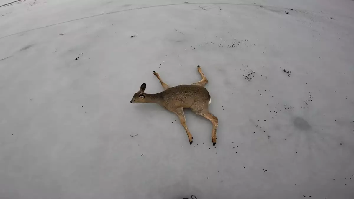 Рыбаки спасли косуль на казахстанско-российской границе