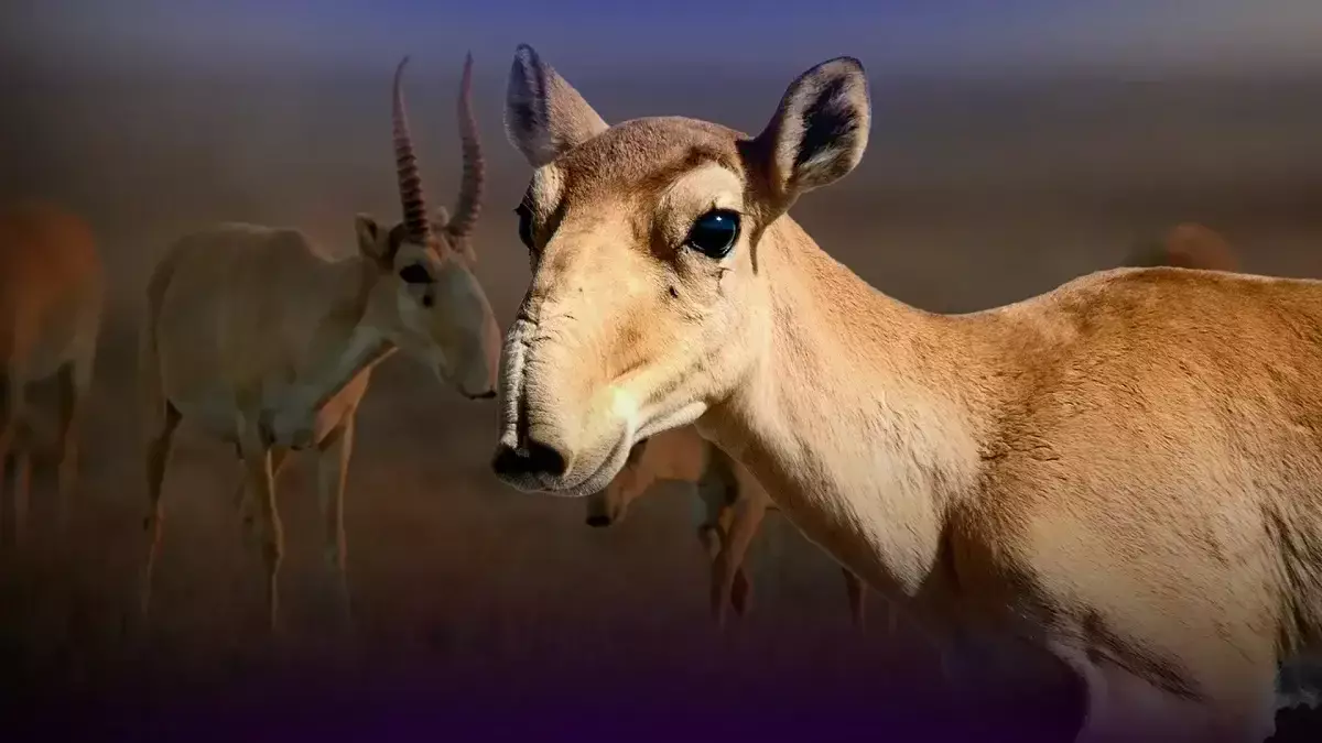 Қазақстан киік мүйізіне қатысты халықаралық сауданы қайта бастау құқығын алды