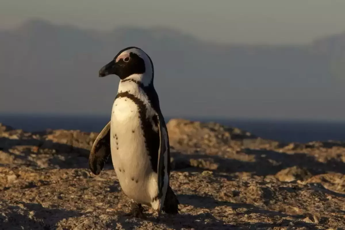 Африкада пингвиндер жаппай қырылып жатыр