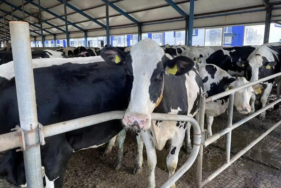 В Костанайской области производство молока выросло на 9,4%