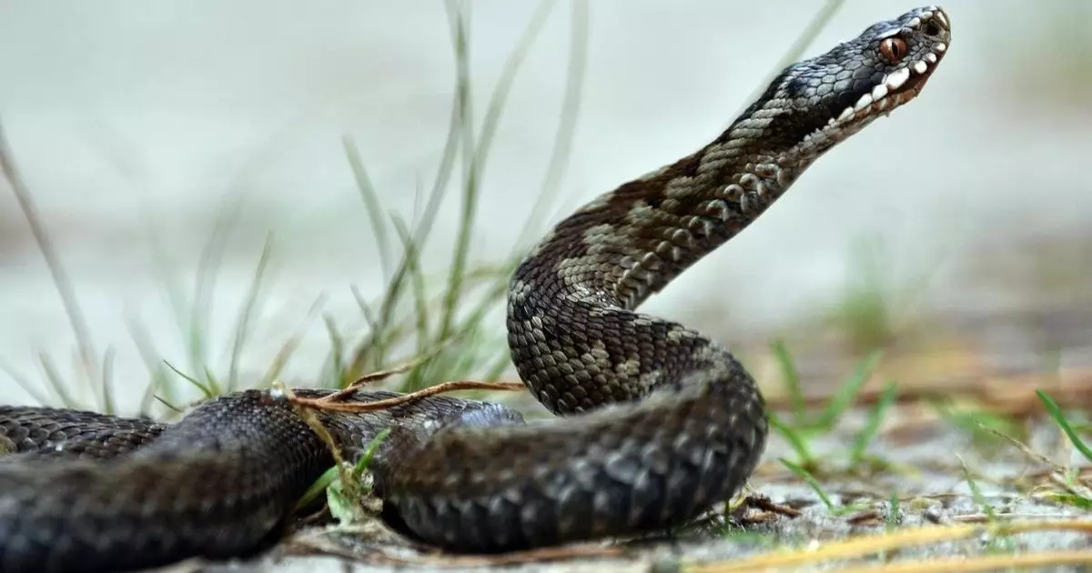  Сұмдық жағдай! Ер адам кобрамен бәстесіп, 56 мың теңге үшін жанын қиған 