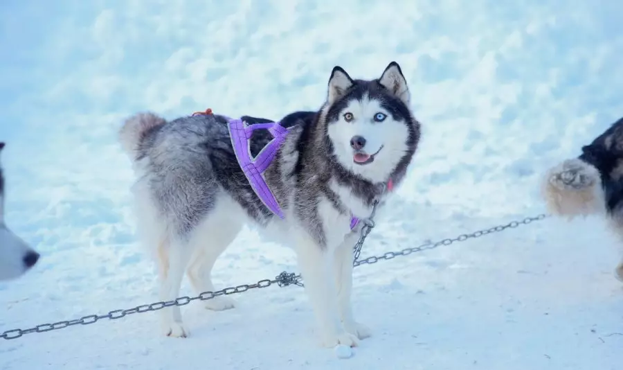 ШҚО-да қысқы туристік маусым ресми түрде ашылды
