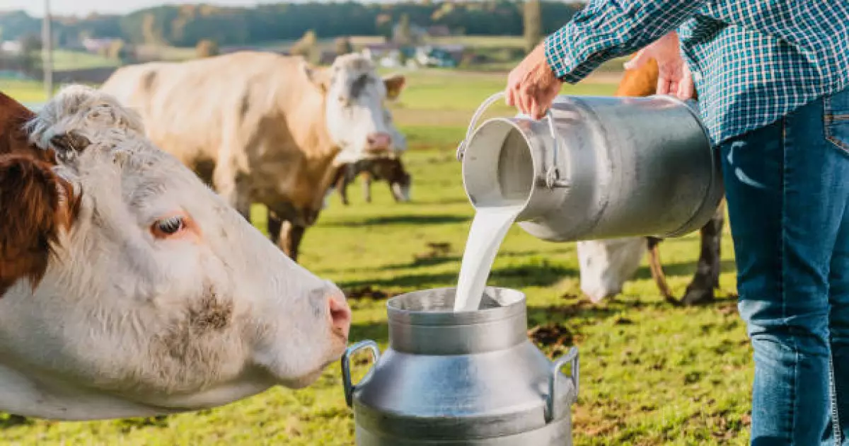   1 литр сүт өндірсеңіз, мемлекеттен 30 теңге беріледі   