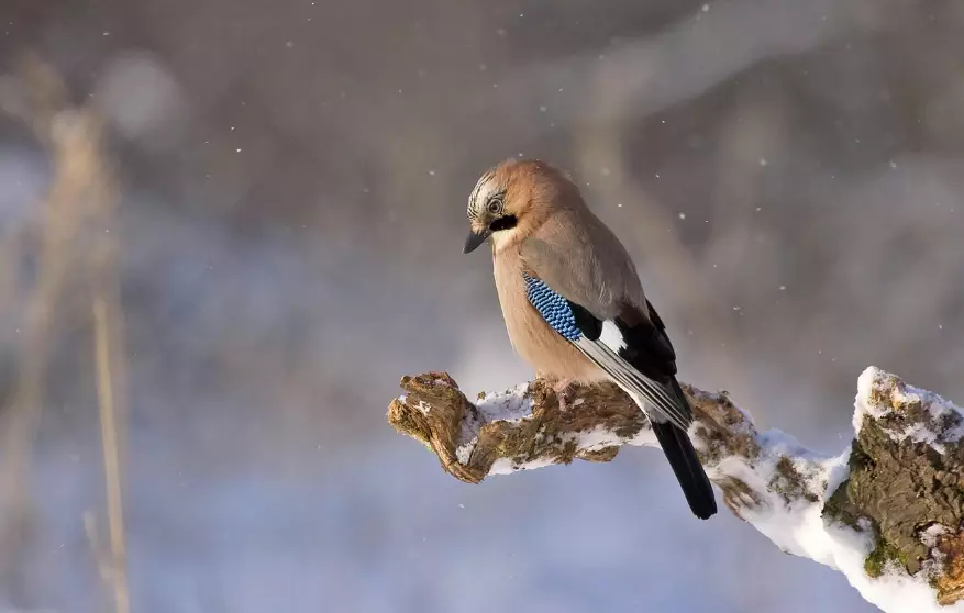 Осадки ожидаются в воскресенье в Астане и Алматы, в Шымкенте облачно