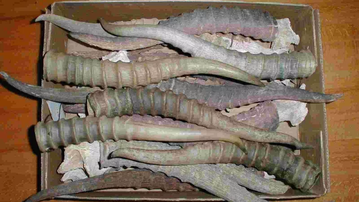 Енді киік мүйізін сатуға рұқсат беріледі