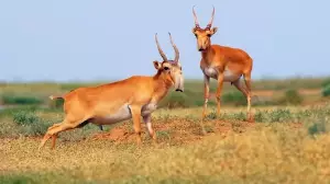 Киік мүйіздерін сатуға рұқсат берілді