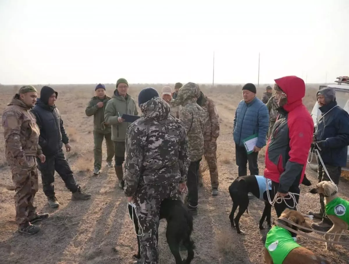 Охота на зайца: эксперты оценили скорость и интеллект казахского тазы