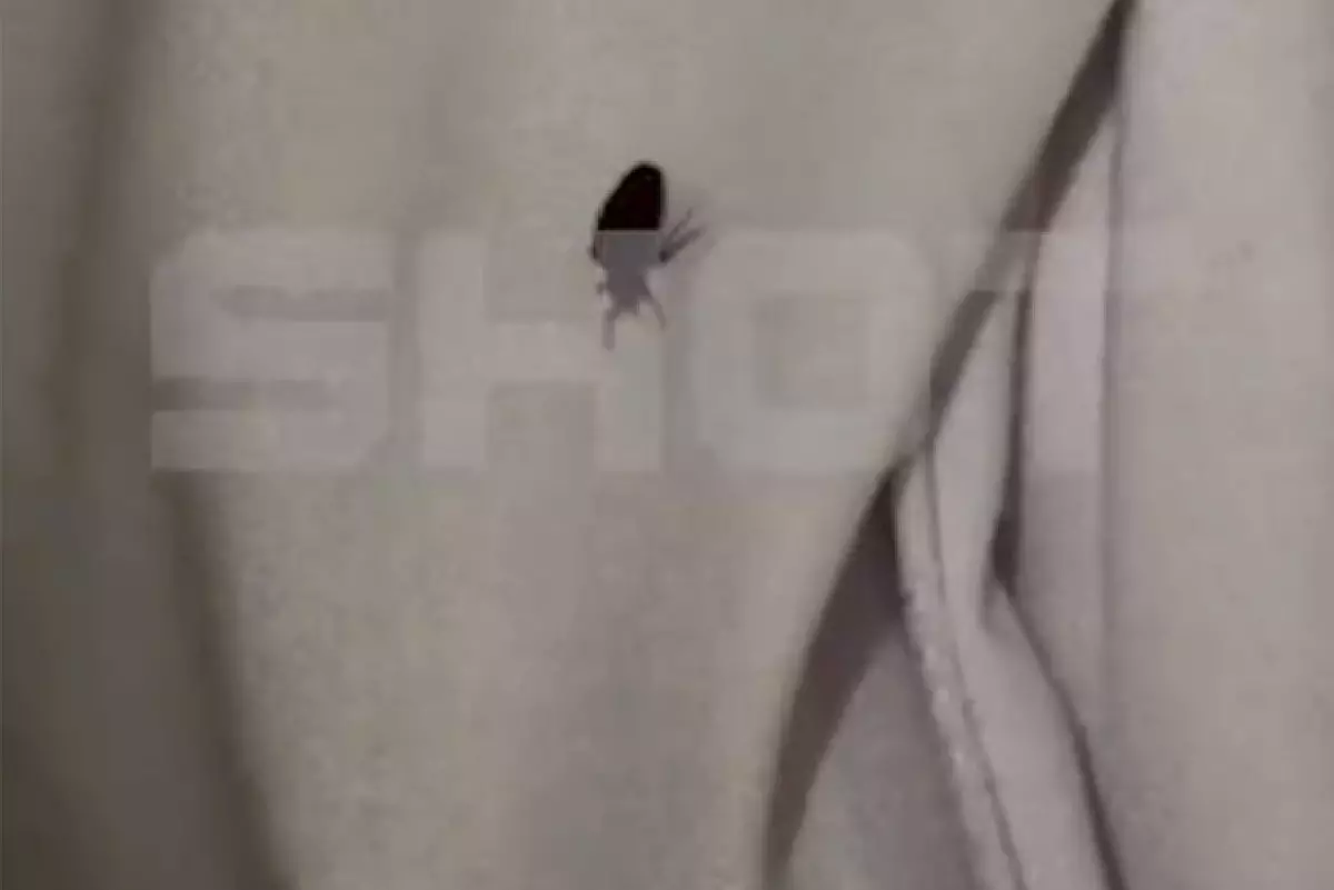 Клопы атаковали пятьзвездочные отели Египта