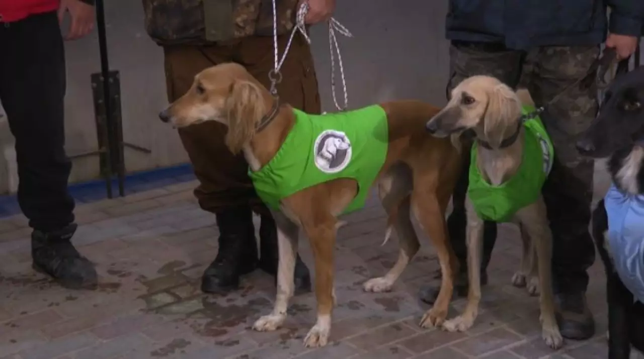 Казахских тазы проверяют на охотничьи навыки