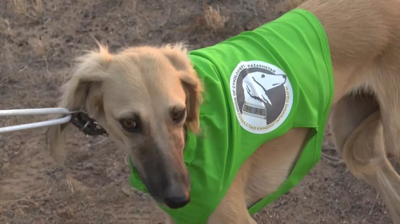 Қазақы тазының аңшылық қабілеті сыналды