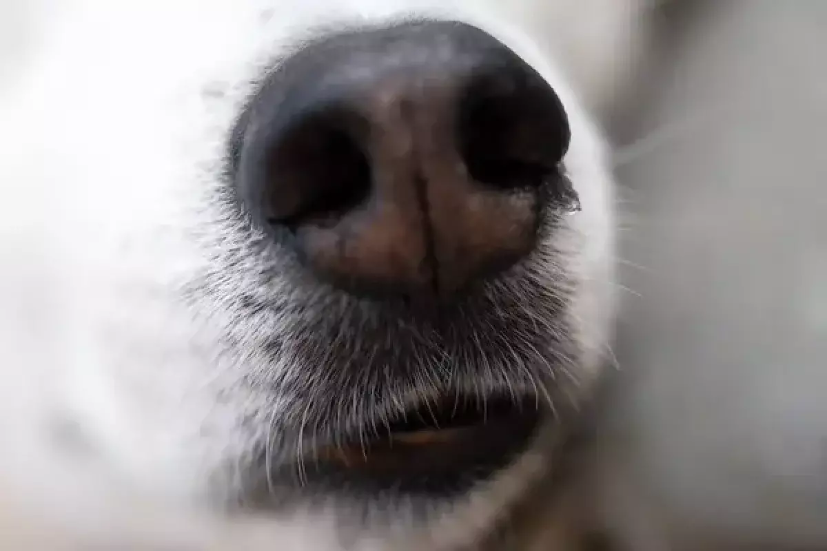 Собак убили средь бела дня на улице в Кызылорде