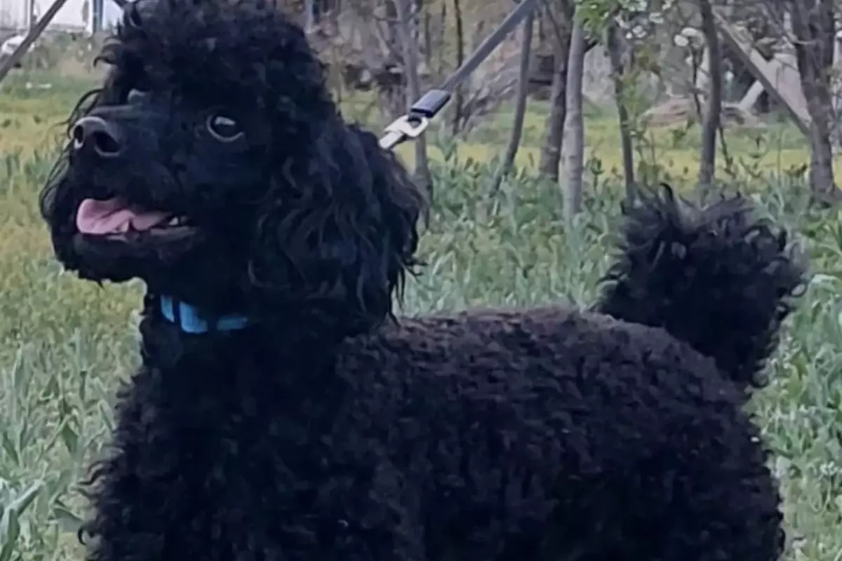 В Атырау пропала собака-терапевт «Маленькой страны»: нужны добровольцы для поисков