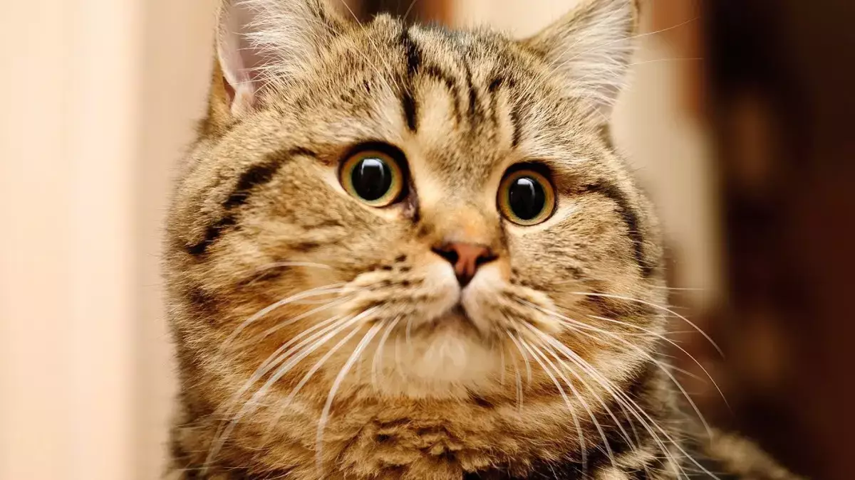 Что на самом деле чувствует кот после кастрации - новости на Lada.kz 07.12.2025