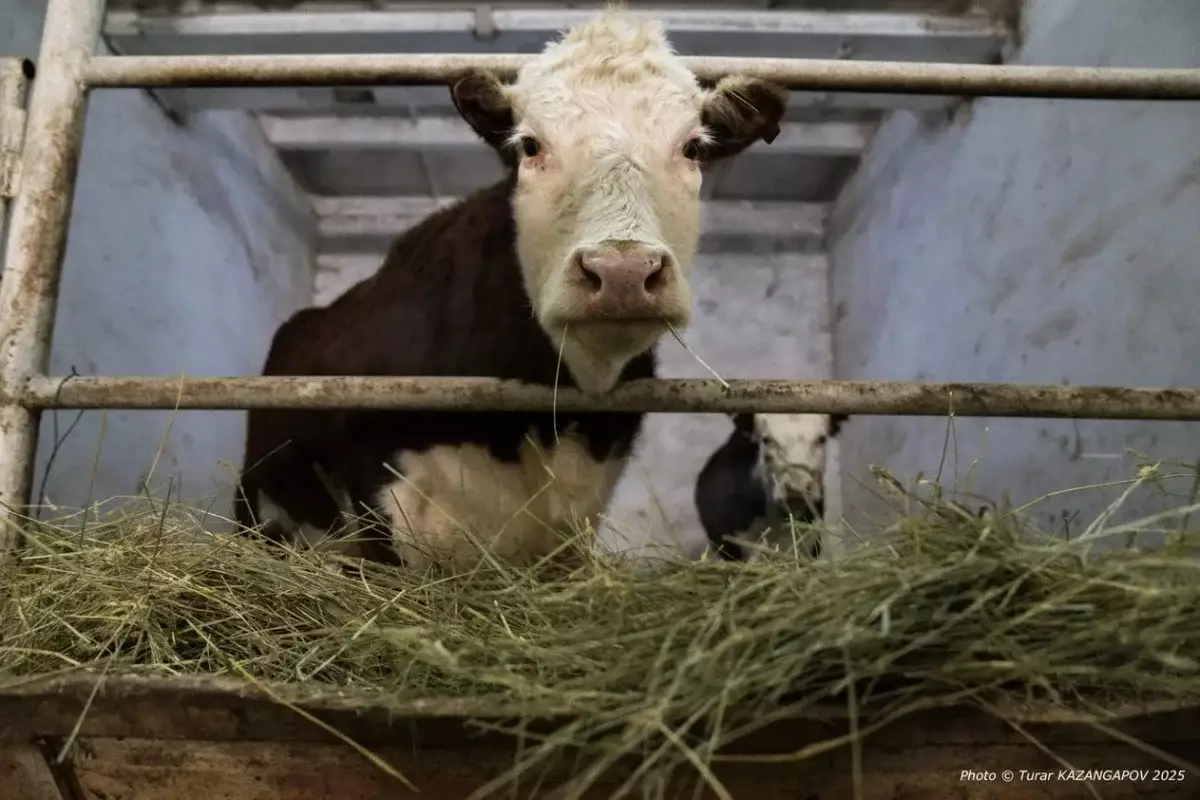 Нашествие волков в Абайской области: фермеры теряют скот и доходы