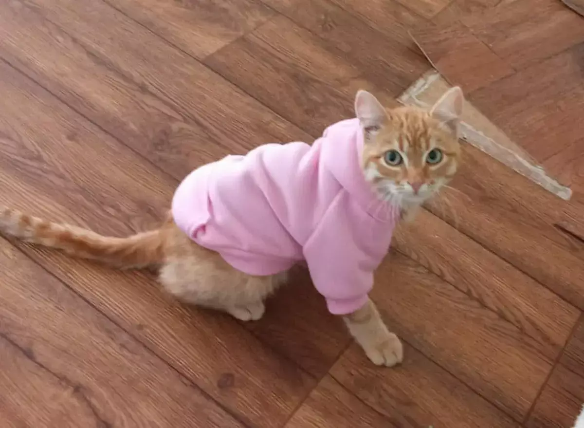 Про настоящих людей: как котёнок из степи нашёл спасение в Актау - новости на Lada.kz 07.12.2025