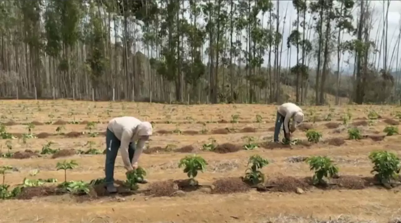 Бразилия фермерлері кофе өндірісін арттырмақ