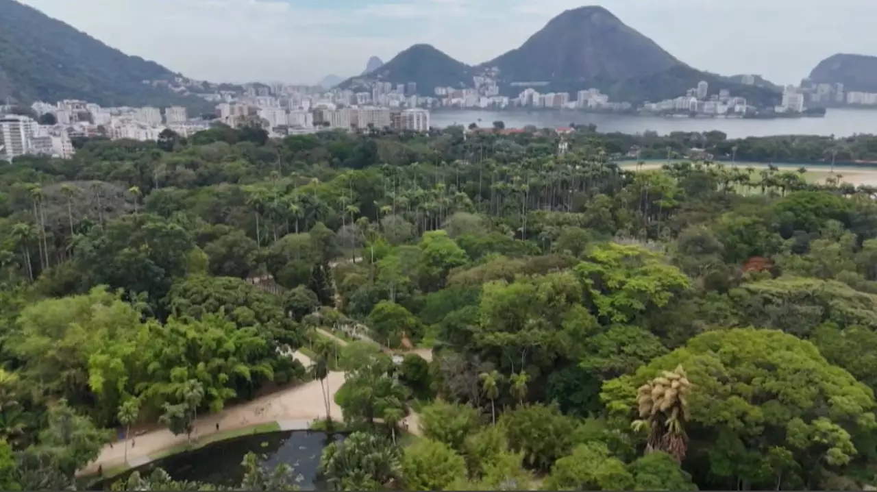 Бразилияда талипот гүлдеді