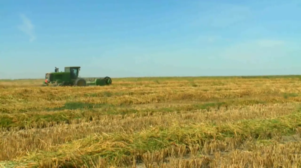 Риски вегетационного периода: минсельхоз пересматривает структуру посевов