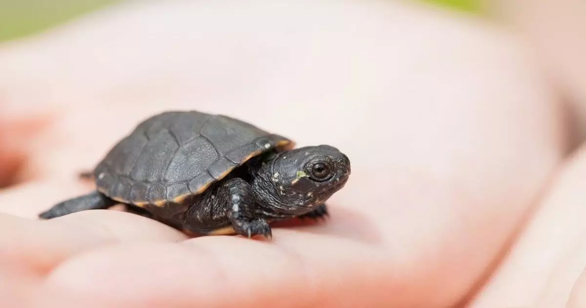  Pinduoduo арқылы ойыншыққа тапсырыс берген қазақстандық отбасыға тірі тасбақалар келген 