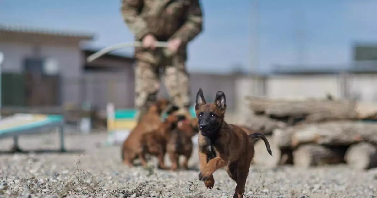  Құқықтық тәртіп әскерінде асыл тұқымды қызметтік иттердің саны артып жатыр 