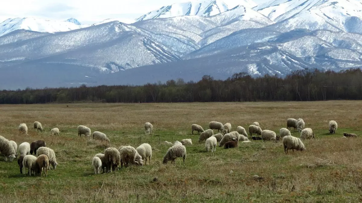 Шопандар үшін тың мүмкіндіктер: Тегін оқу, тұрғын үй және ерте зейнет