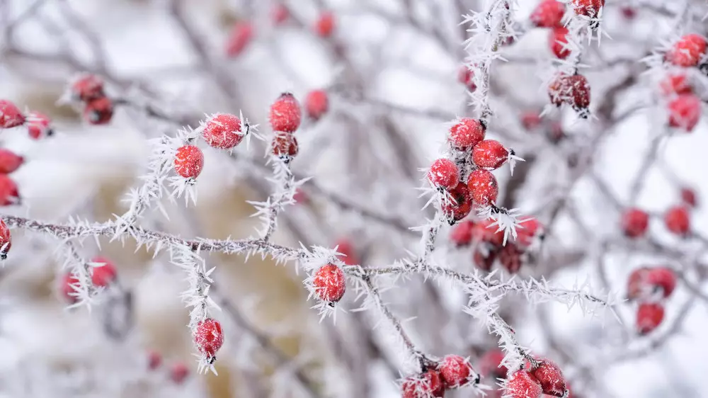 Қазақстанда 35 градусқа дейін аяз болады