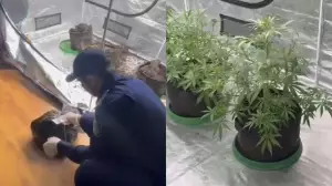 Алматы тұрғынының тыйым салынған өсімдіктерді пәтерінде өсіргені анықталды