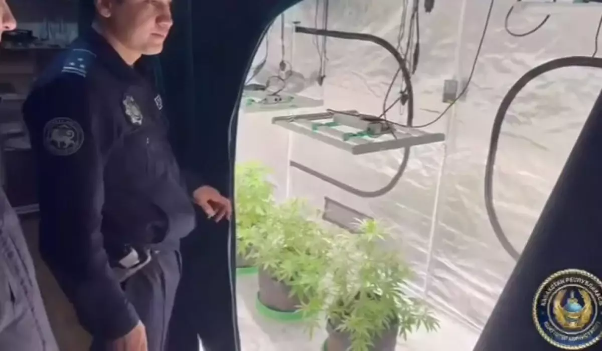 Алматыда көпқабатты үйдің пәтеріне есірткі өсірілген