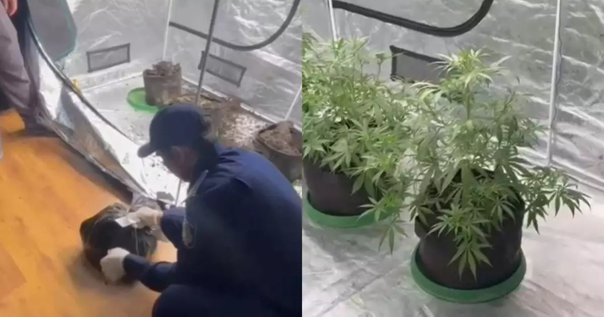  Алматыда тыйым салынған өсімдіктер өсірілген пәтер анықталды 