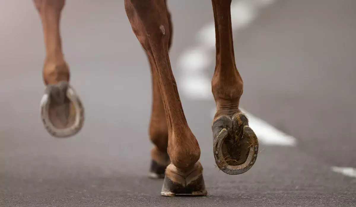 Животные стали причиной гибели трех и ранения 56 человек в Актюбинской области