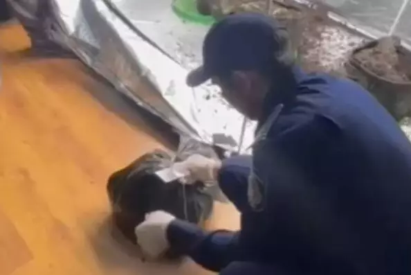 Казахстанец разбил в квартире наркоплантацию