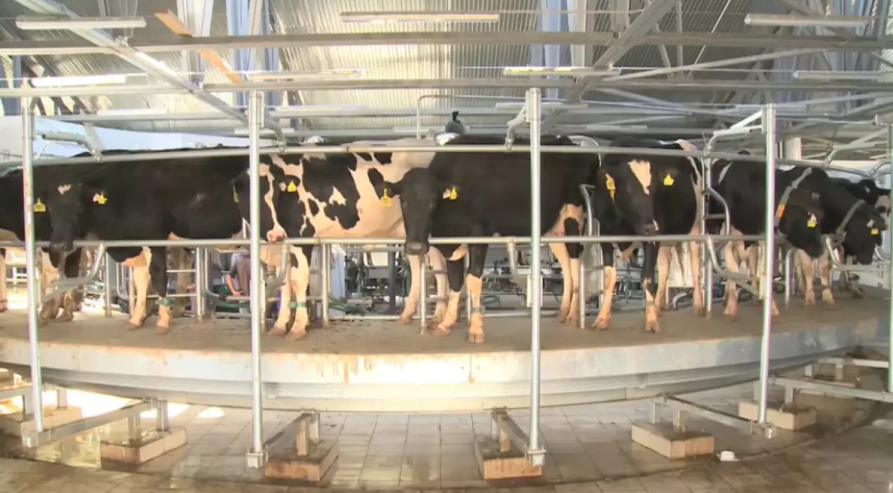 15 инвестпроектов в сфере животноводства реализуют в Костанайской области