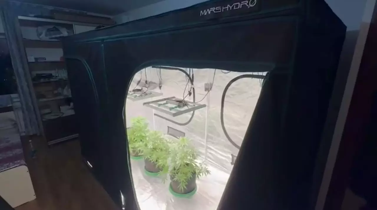 Алматыда пәтерде есірткі өсіргендер ұсталды