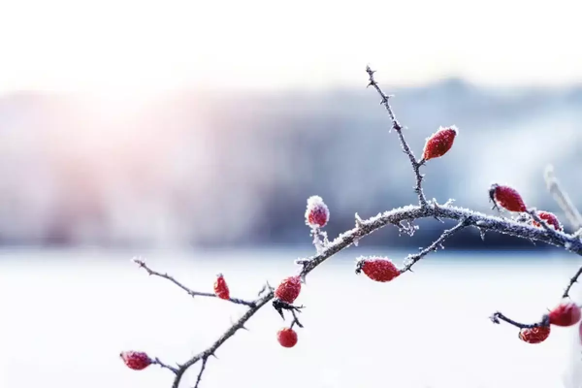 Қазақстанда 35 градусқа дейін аяз болады