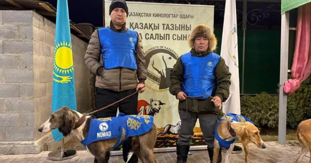  Астаналық тазы иттер республикалық аңшылық сынақта үздік атанды 