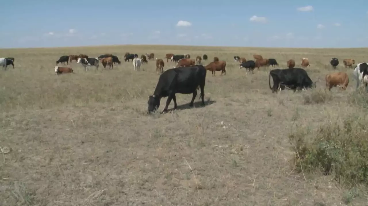 15 инвестпроектов в сфере животноводства реализуют в Костанайской области