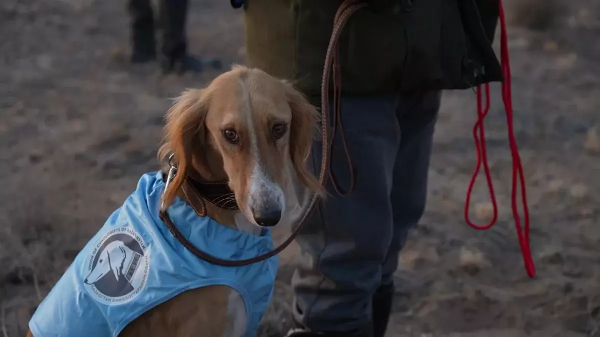 Алматы облысында тазылардың аңшылық қарым-қабілеті сыналды