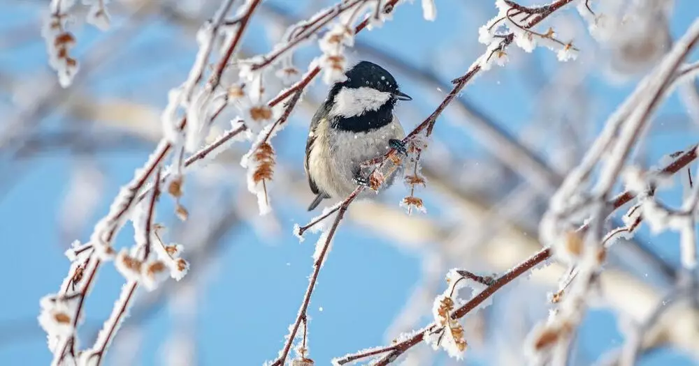 Морозы до минус 35 градусов ожидаются в Казахстане.