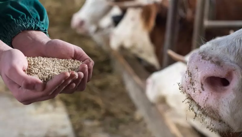 Загадочное отравление привело к массовой гибели скота в Акмолинской области