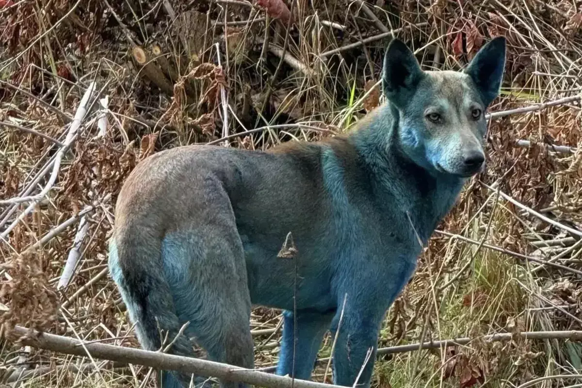 Раскрыта загадка синего цвета шерсти чернобыльских собак - новости на Lada.kz 09.12.2025