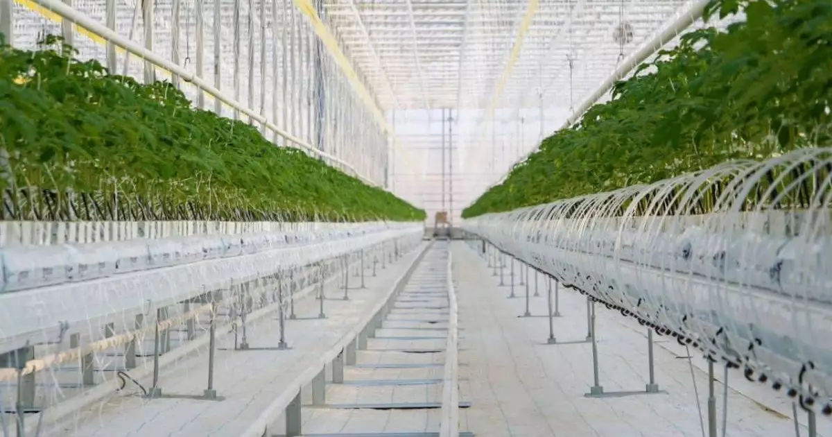  Түркістан облысында жылына 27 000 тонна көкөніс өсіретін жылыжай кешені іске қосылды 