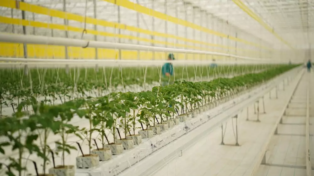 В Туркестанской области заработал новый современный тепличный комплекс